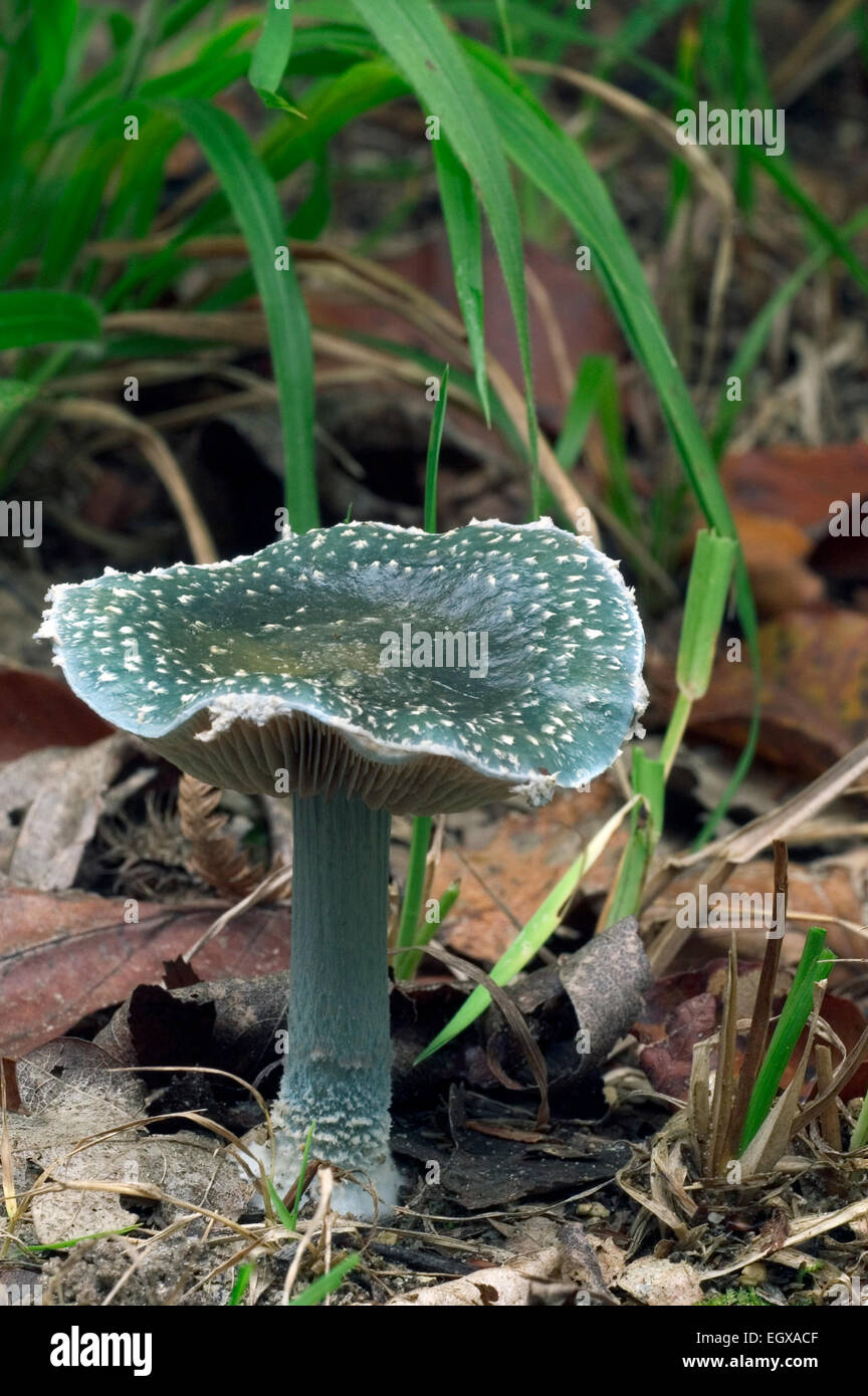 Roundhead bleu champignon (Stropharia caerulea / Psilocybe caerulea / Stropharia cyanea) Banque D'Images