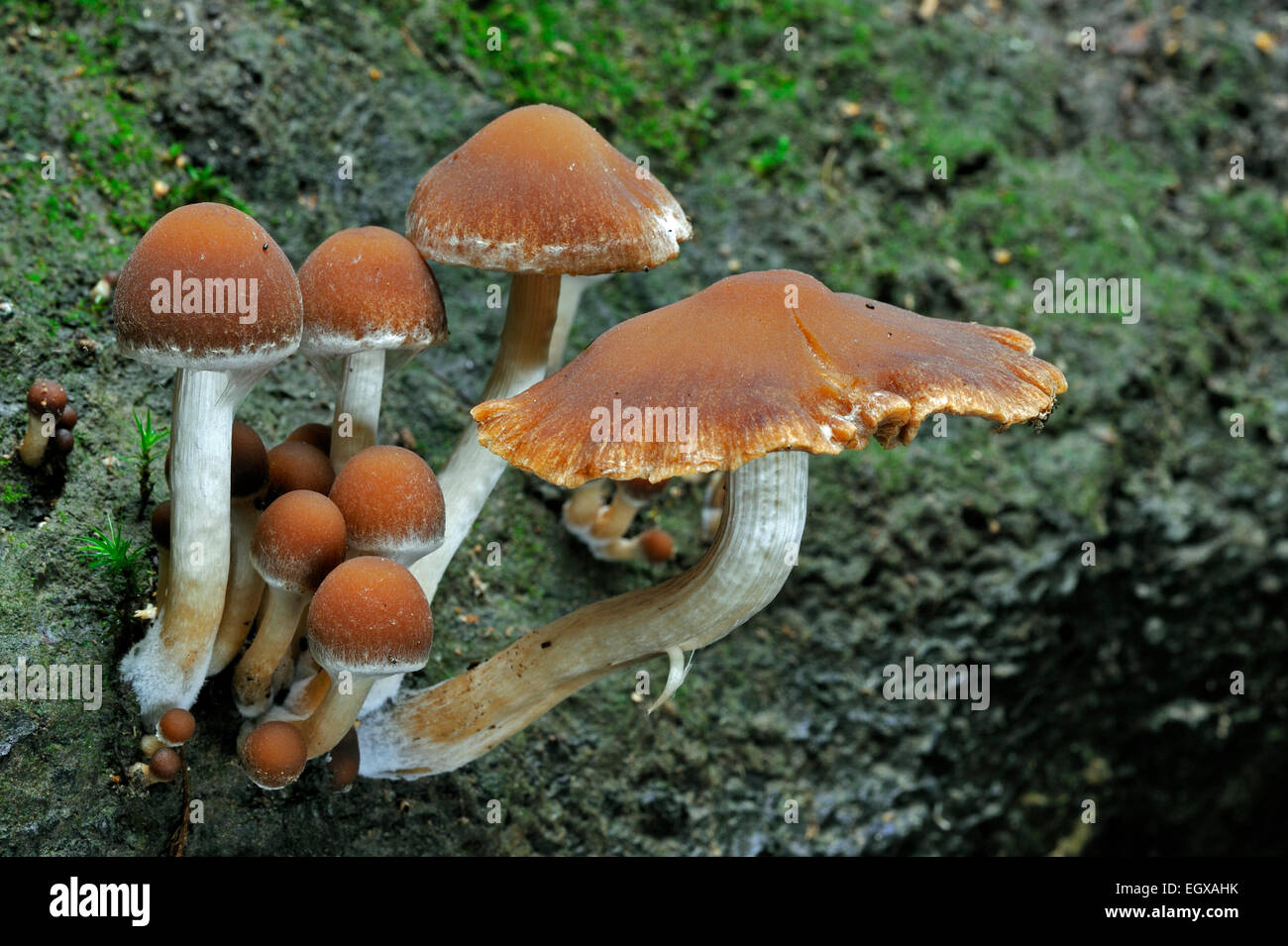 Brittlestem moignon commune / brittlestem (Psathyrella piluliformis touffetée / Agaricus piluliformis) Banque D'Images