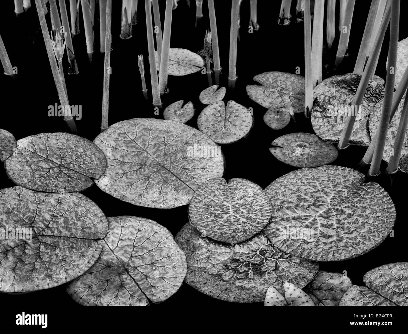 Les feuilles de nénuphar dans l'étang. Oregon Banque D'Images
