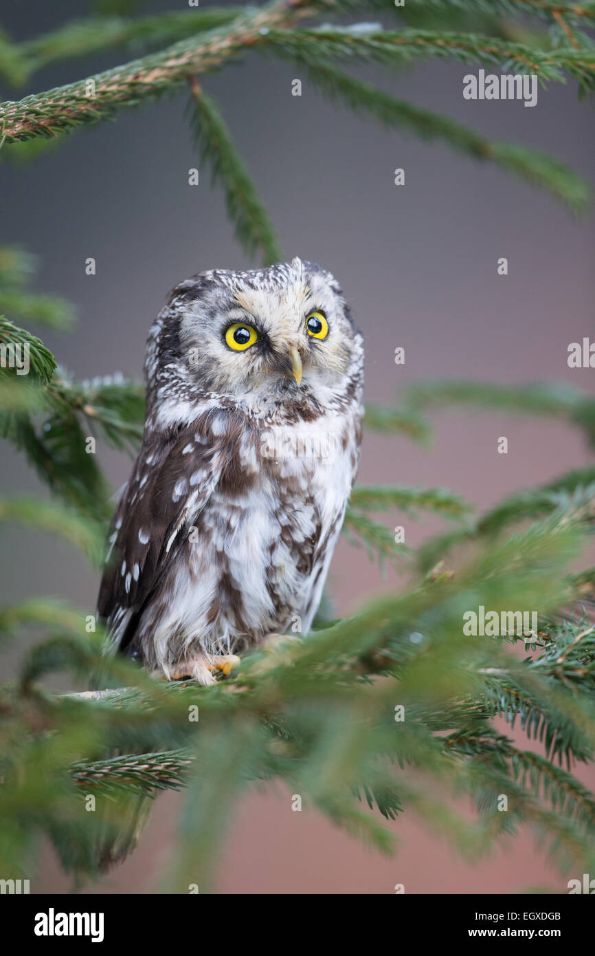 Close-up d'une Nyctale de Tengmalm (Aegolius funereus) perché dans un sapin (Abies) Banque D'Images