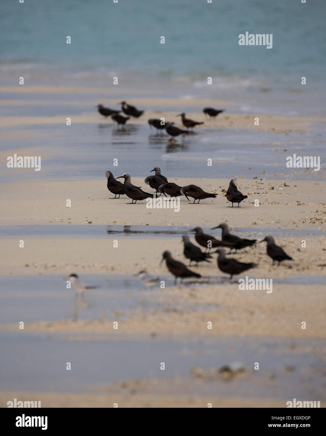 Brown noddis communs, une espèce de Dougall, sur une langue de sable dans les Maldives Banque D'Images