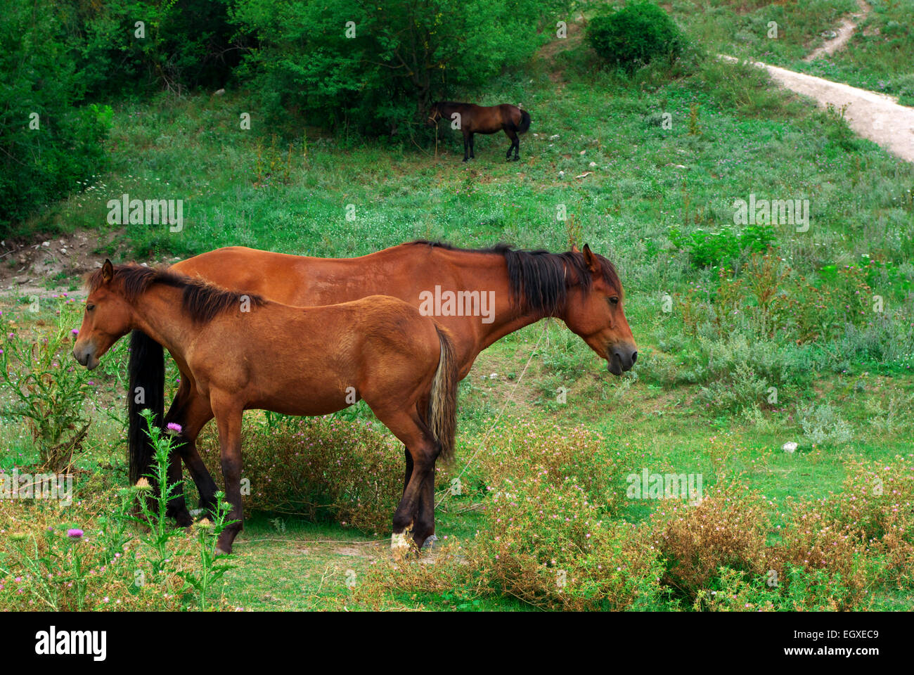 Deux chevaux. Scène tranquille. Composition de la nature. Banque D'Images