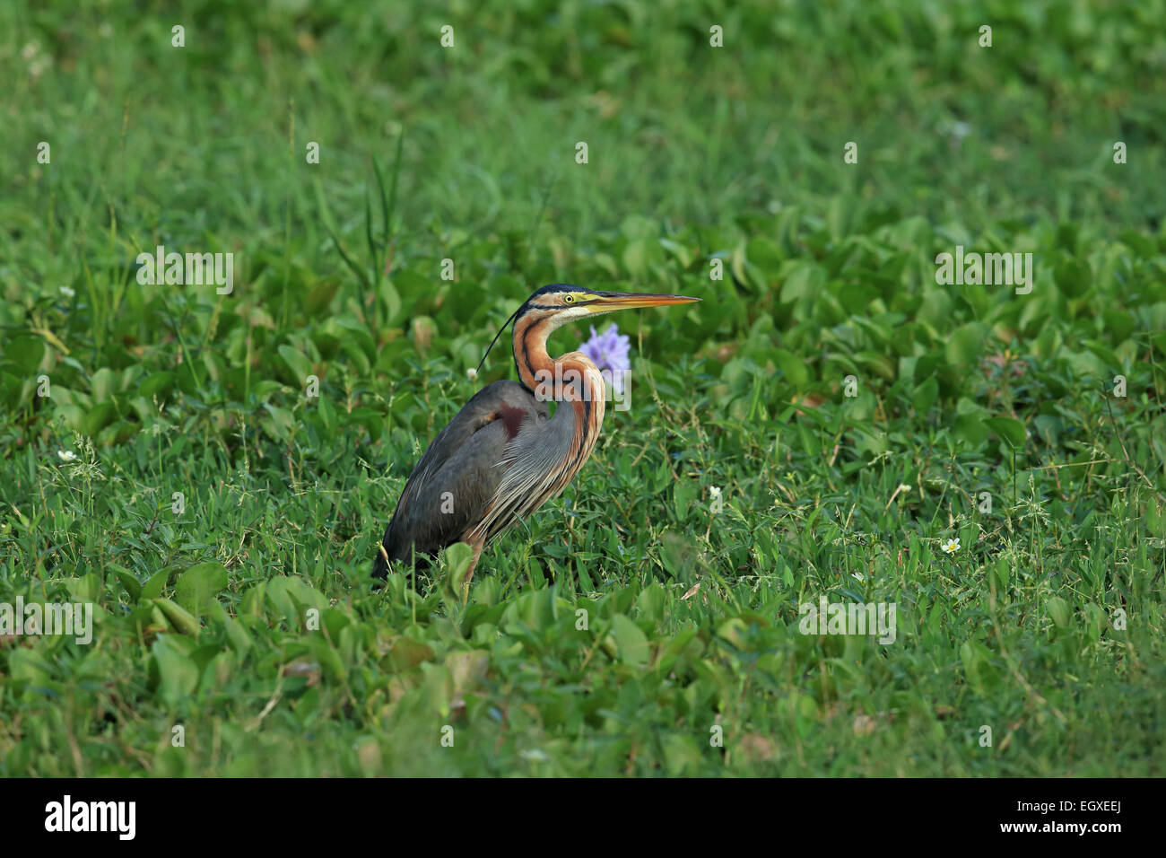 Héron pourpré (Ardea purpurea) Banque D'Images