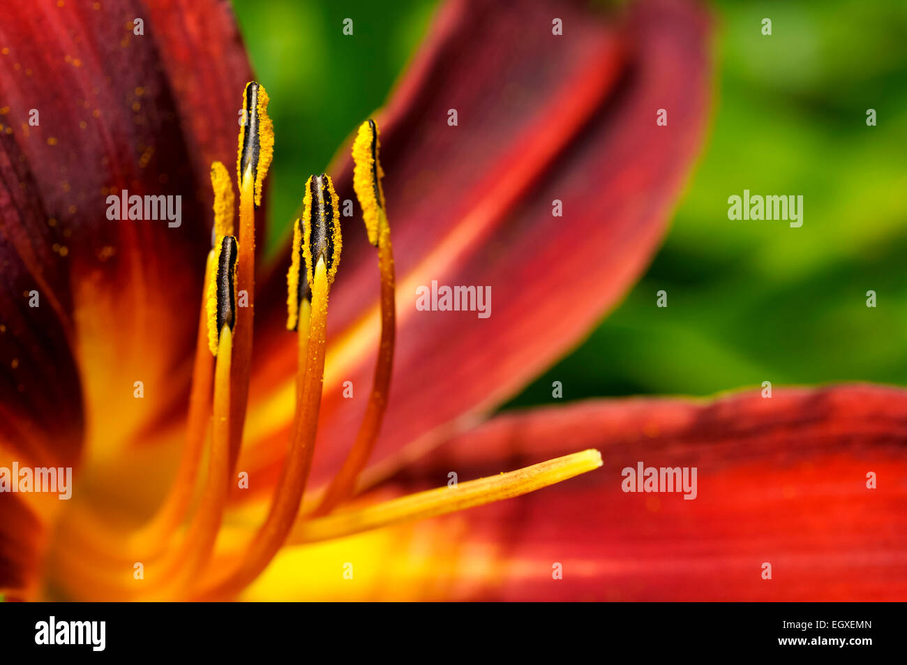 Un jour rouge vif en fleur de lys close up. Banque D'Images