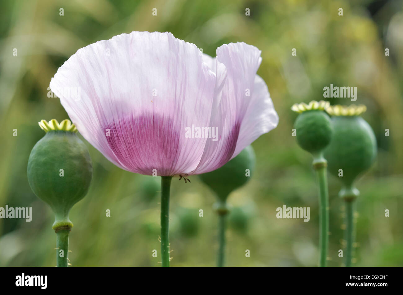 Lilas pâle pavot à opium, Papaver somniferum et les coupelles de semences. Banque D'Images