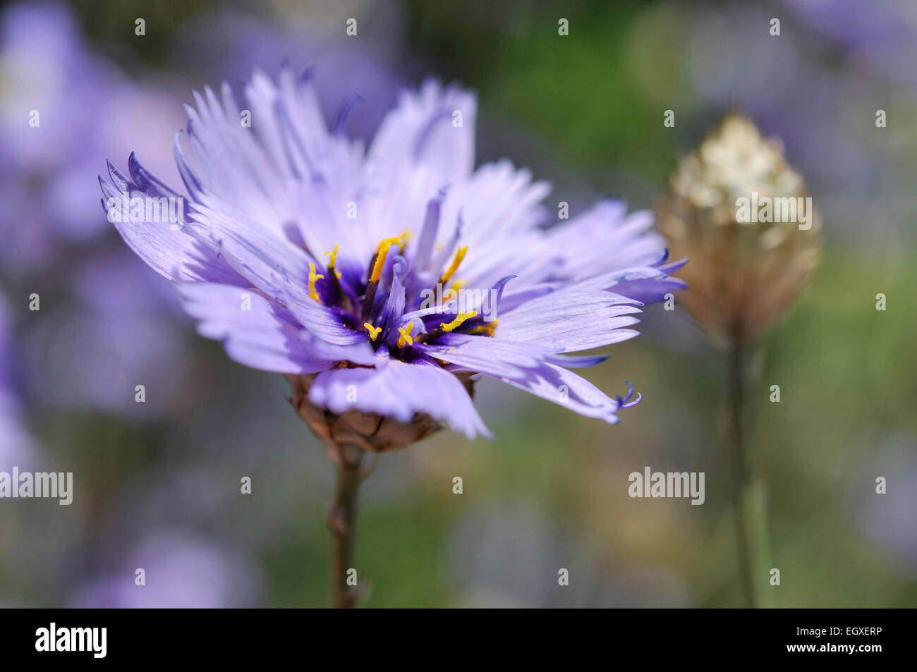 Papier bleu Catanache Caerulea fleur et bud en close up. Banque D'Images