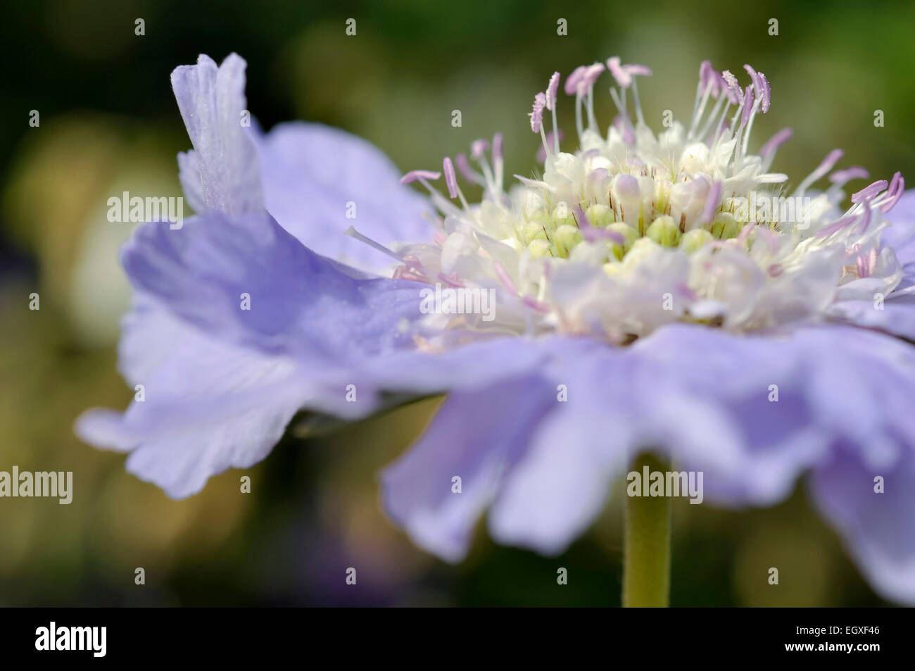 Bleu pâle Scabiosa caucasica fleur en close up. Banque D'Images