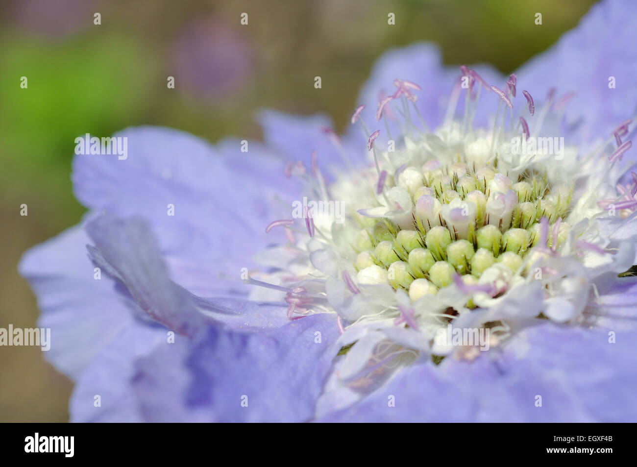 Bleu pâle Scabiosa caucasica fleur en close up. Banque D'Images
