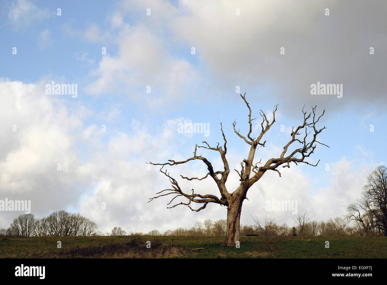 Une vue générale d'un arbre mort dans la région de Hampstead Heath. Banque D'Images