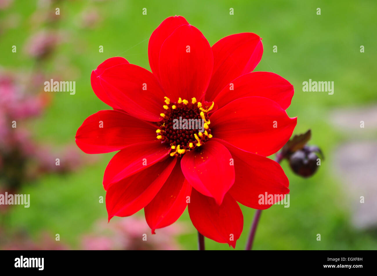 Évêque de Llandaff dahlia rouge fleur et bud avec jardin comme bokeh flou derrière. Banque D'Images Évêque de Llandaff dahlia rouge fleur et bud avec jardin comme bokeh flou derrière. Banque D'Images