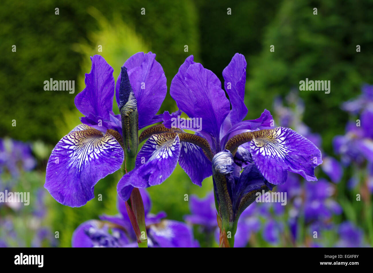 Deux drapeau violet bleu Iris fleurs contre l'arrière-plan flou de feuillage et d'autres d'iris. Banque D'Images