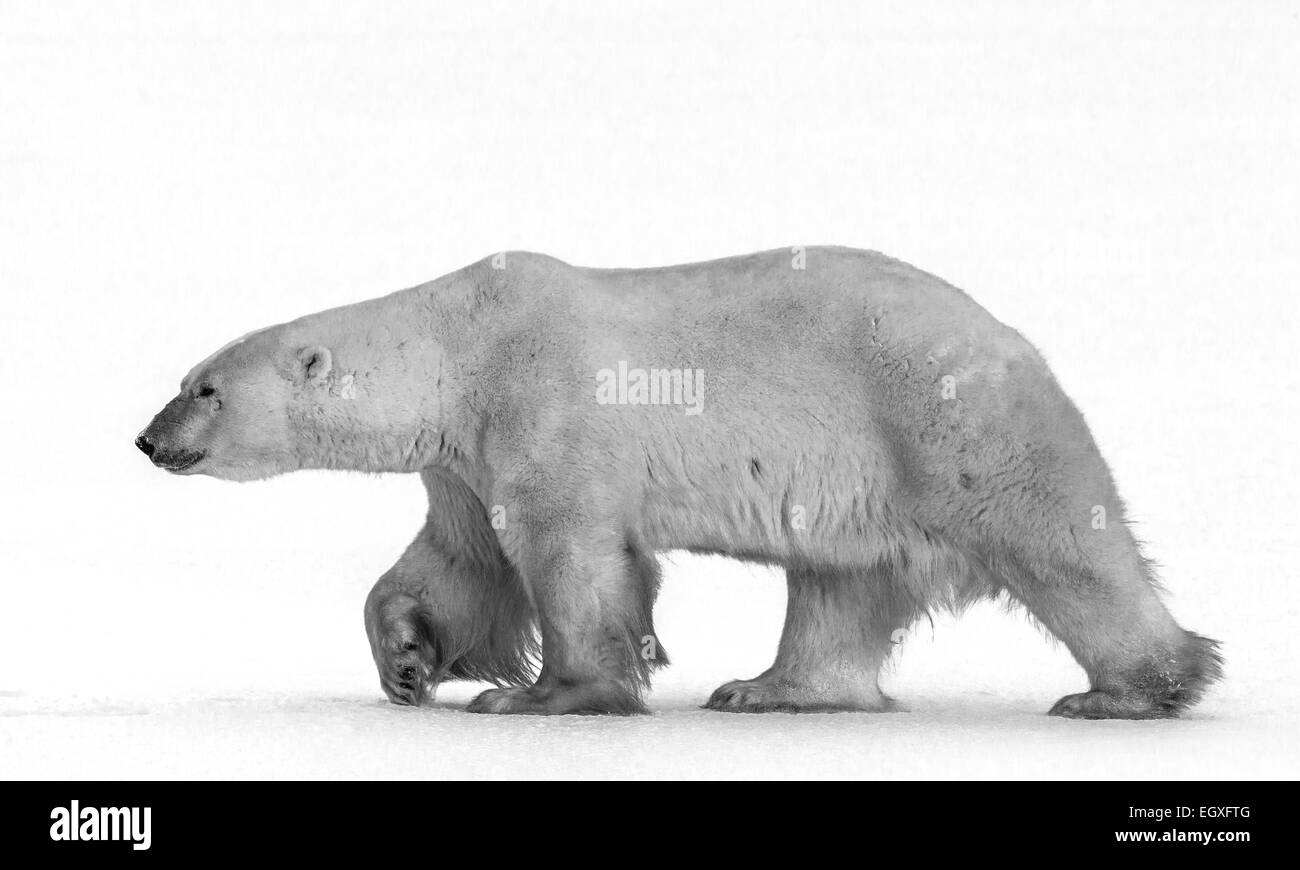 La marche de l'ours polaire sur la neige. canada Parc national de Churchill. Banque D'Images
