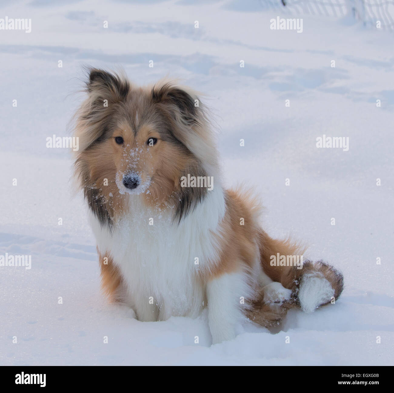 Un Bebe De 6 Mois Tres Mignon Chiot Sheltie Assis Et Jouant Dans La Nouvelle Neige Avec De La Neige En Poudre Sur Le Nez Et Les Moustaches Photo Stock Alamy