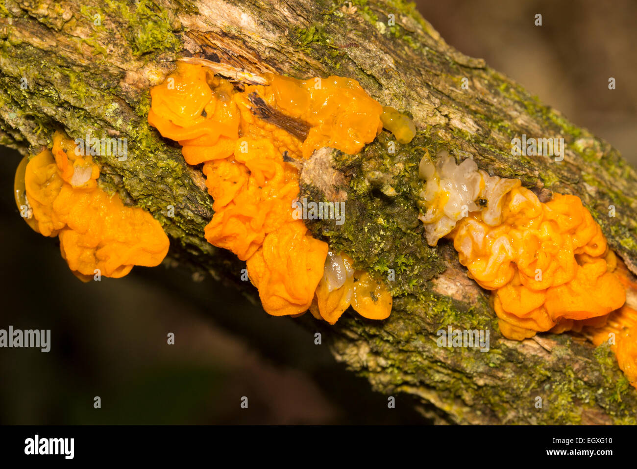 Cerveau jaune champignon, Tremella mesenterica, poussant sur les branches d'ajoncs sur Roborough, Dartmoor. Banque D'Images