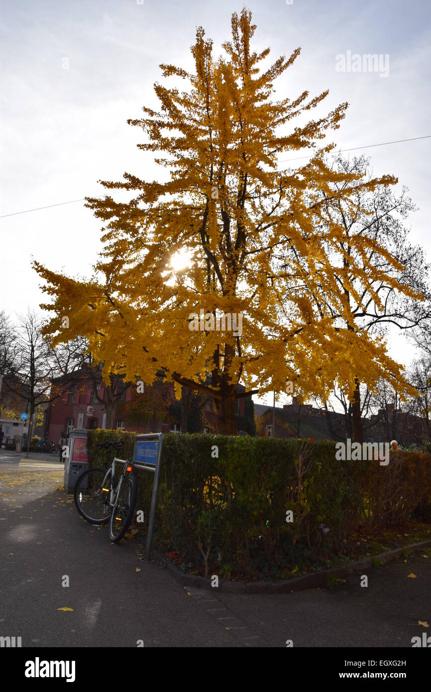 Bel Arbre, Bâle, Suisse Banque D'Images