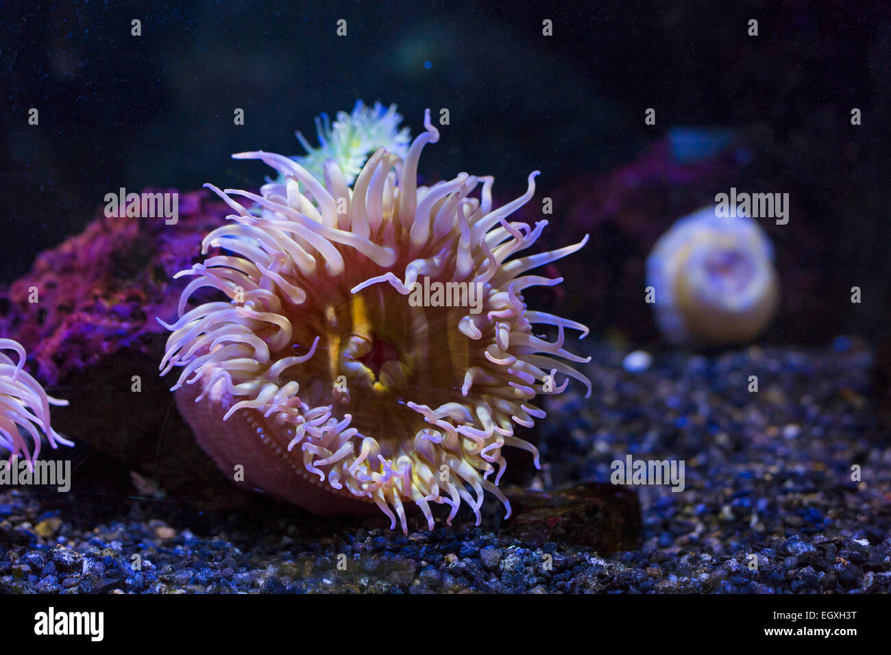 Niagara Falls, New York - Une anémone de mer à l'Aquarium de Niagara. Banque D'Images