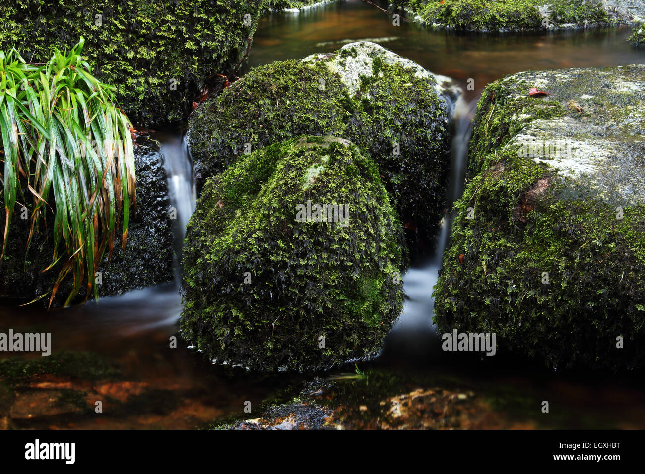 Fonctionnement de l'eau entre les roches moussues, Longtimber woods Ivybridge, Devon UK Banque D'Images