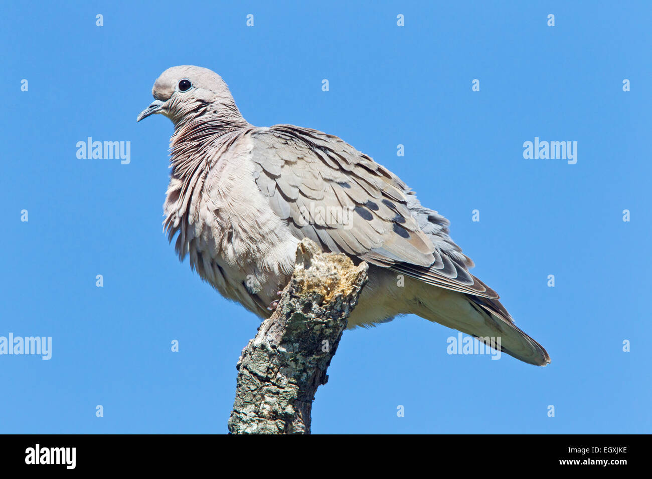 (Zenaida auriculata eared dove) adulte perché sur branche, Costanera Sur, Buenos Aires, Argentine, Amérique du Sud Banque D'Images