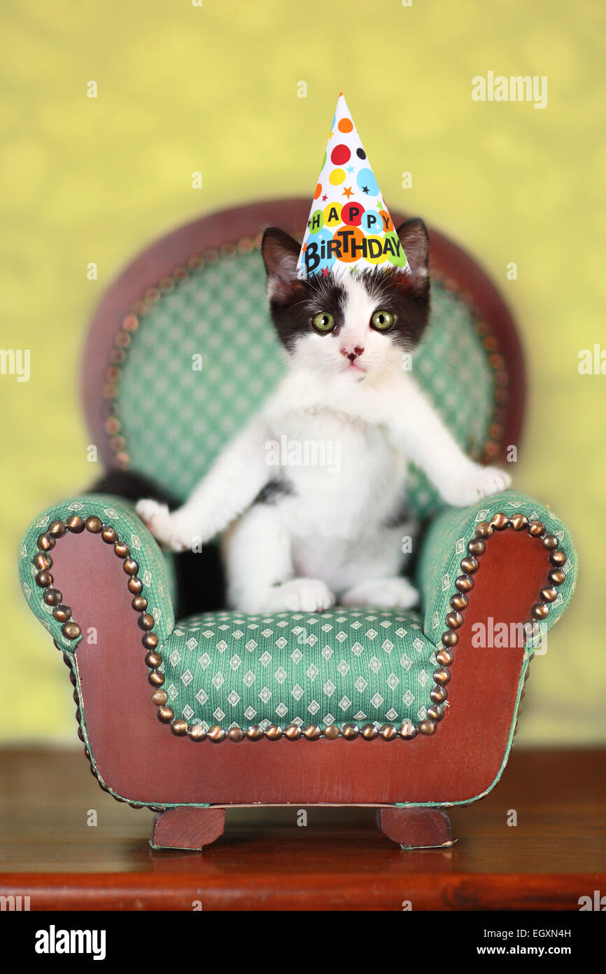 Chaton Noir Et Blanc Assis Sur Une Chaise Portant Un Chapeau De Fete D Anniversaire Photo Stock Alamy