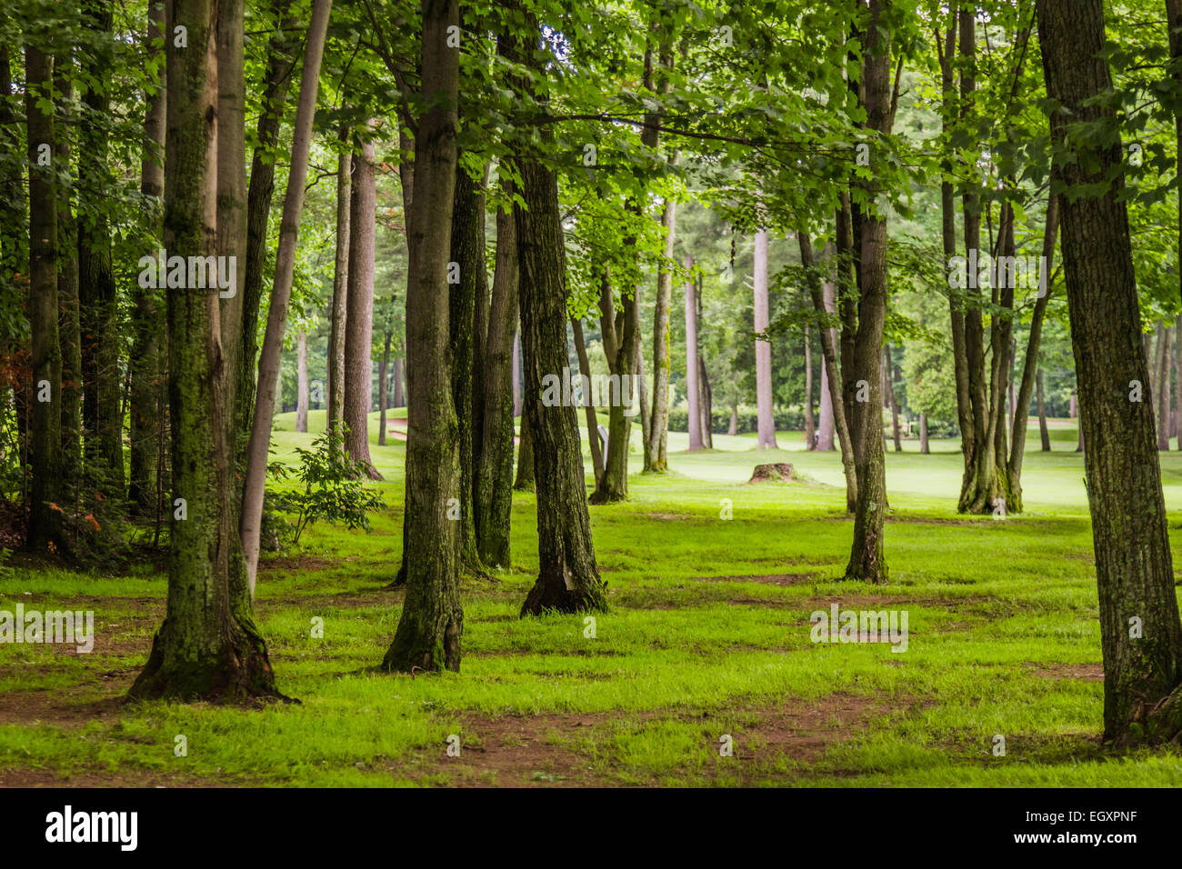 Dans les bois d'un magnifique parcours de Golf Banque D'Images