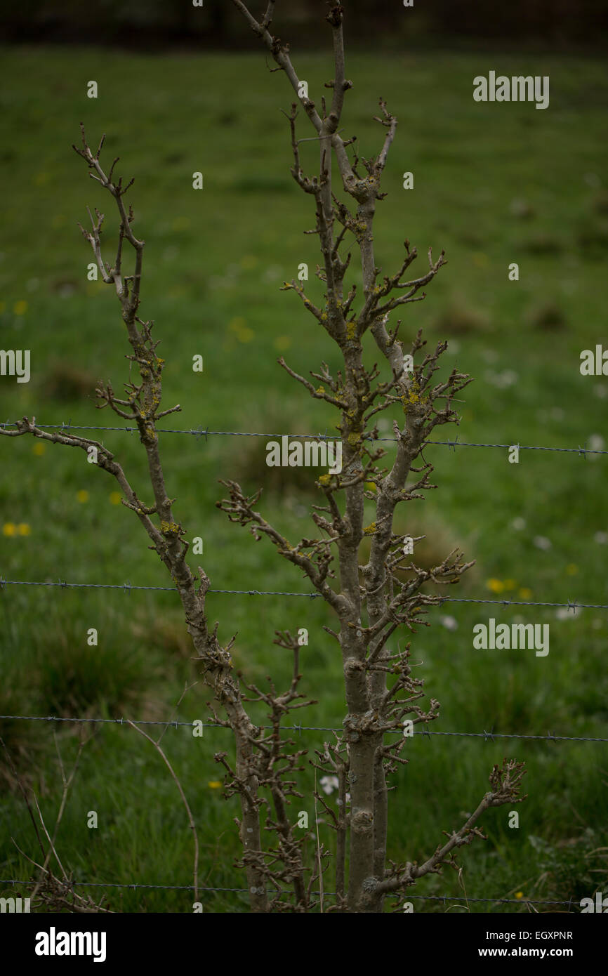 Les jeunes de plus en plus d'arbres à côté d'une barrière de barbelés. Rhoen Montagnes, Allemagne Banque D'Images