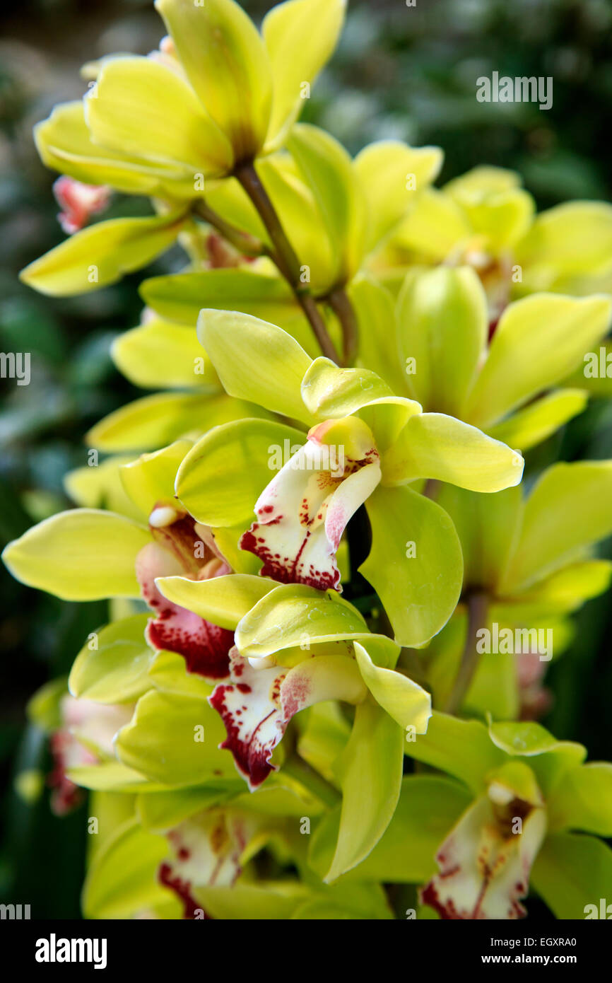 Fleurs d'orchidée cymbidium Banque D'Images
