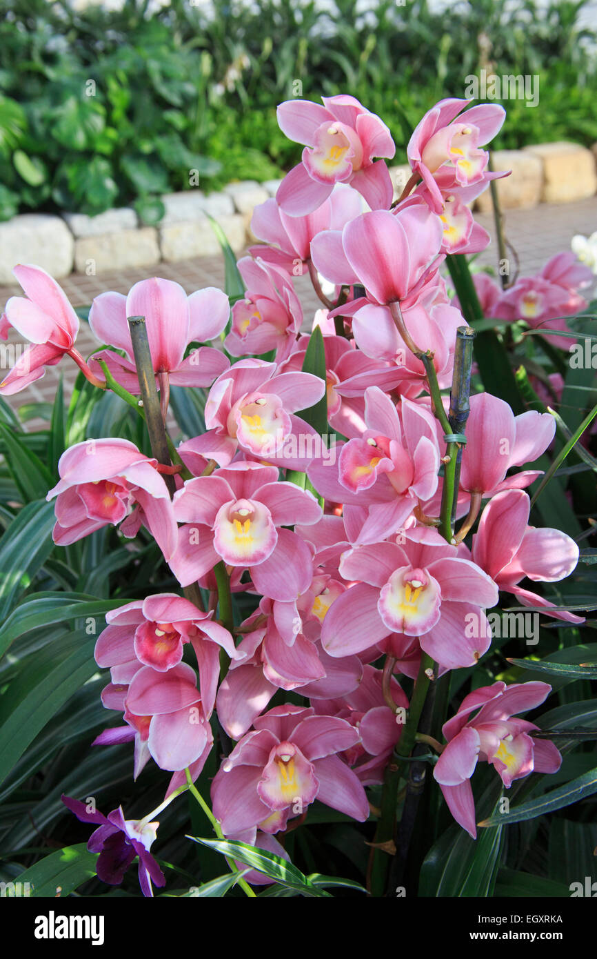 Fleurs d'orchidée cymbidium Banque D'Images