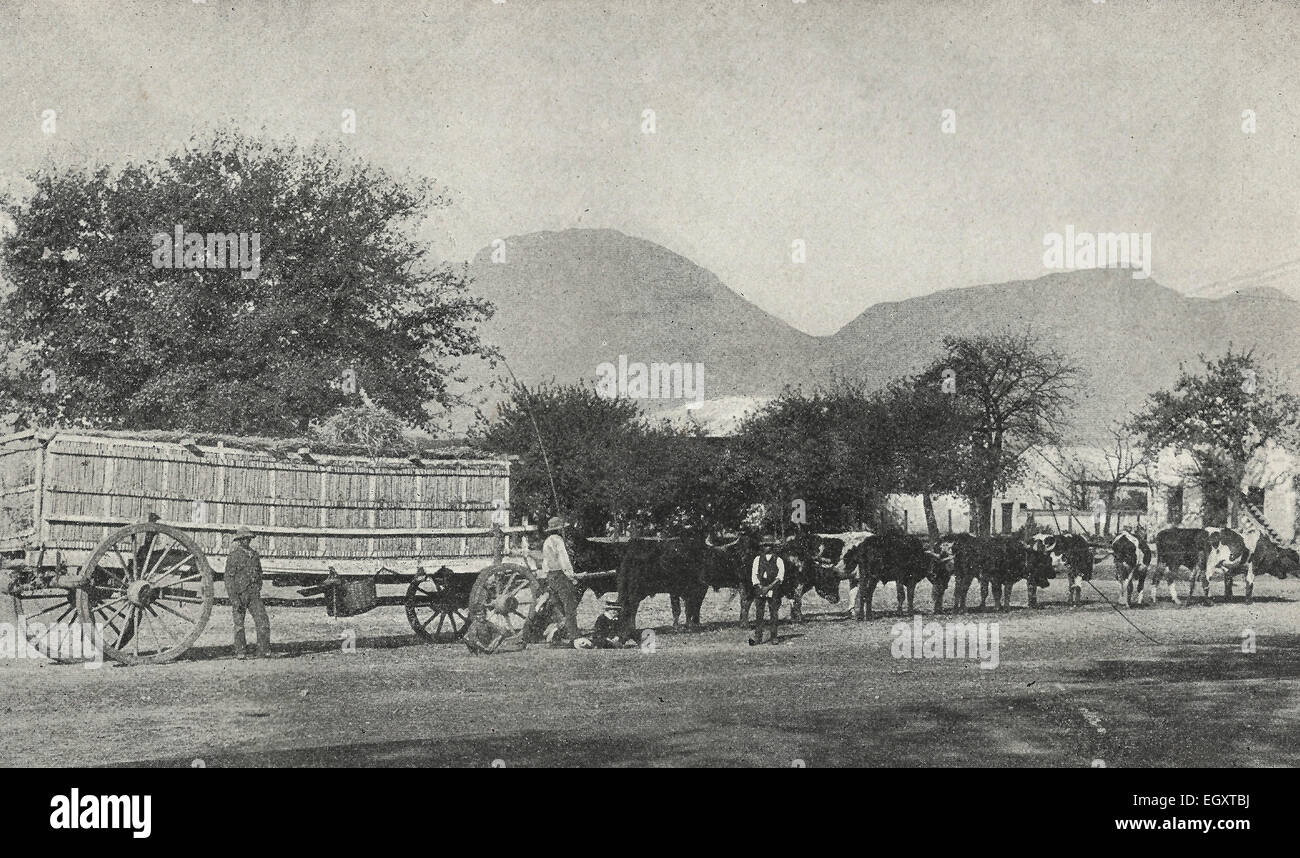 Aller au marché - en Afrique du Sud, le mode historique a été par ox et d'une familiale. Le grand chariot sur quatre roues est glissé lentement à raison de dix à vingt milles par dayby une équipe de dix à quatorze bœufs. Circa 1895 Banque D'Images