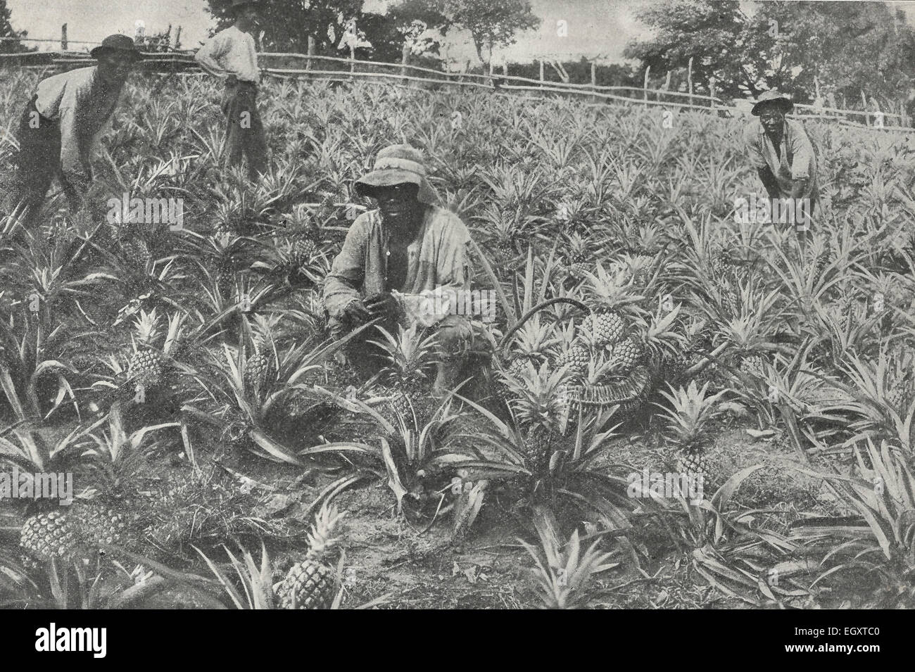 Un champ d'Ananas d'Afrique du Sud, 1890 Banque D'Images