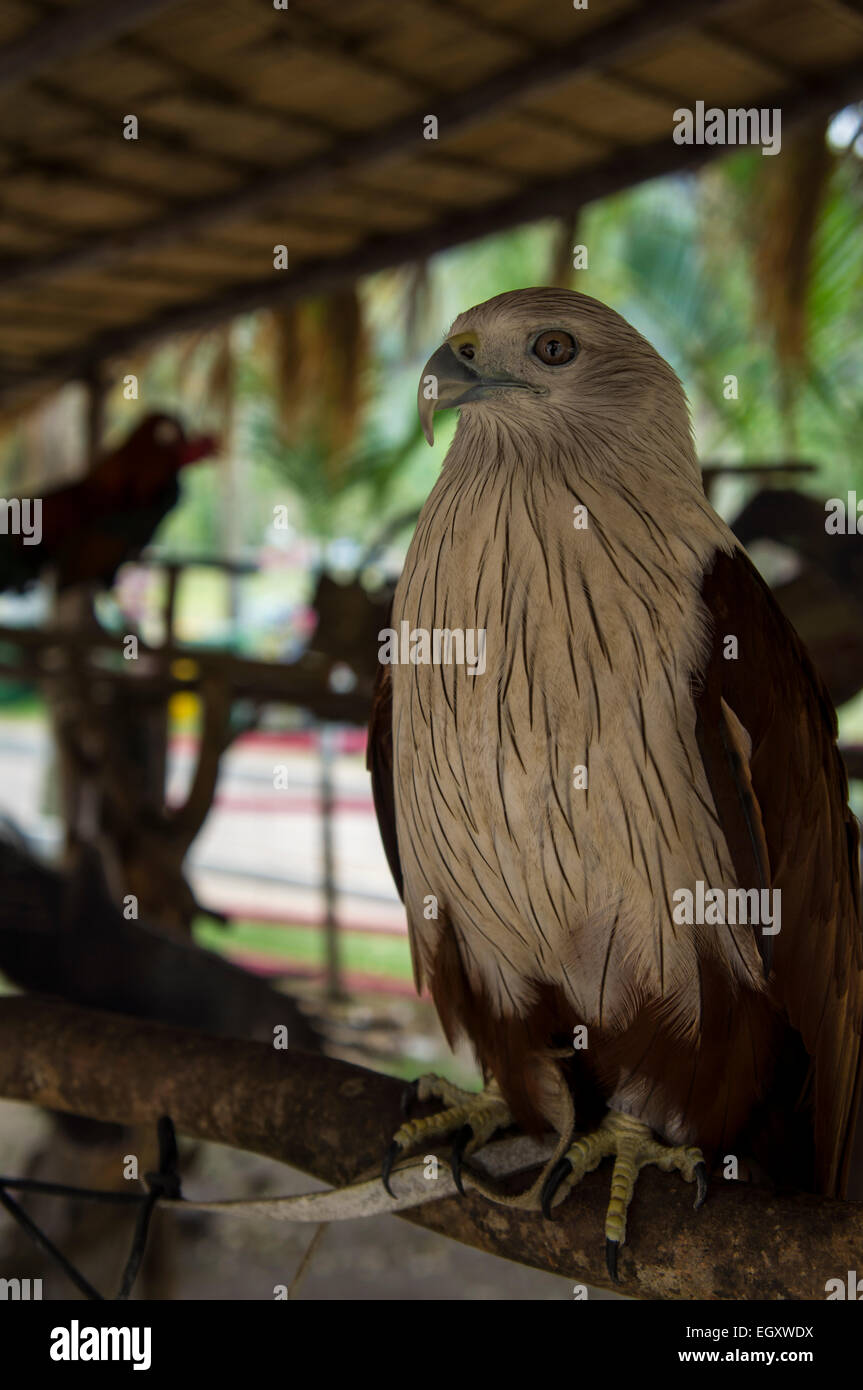 Oiseau de proie hawk concept animal chasse Banque D'Images