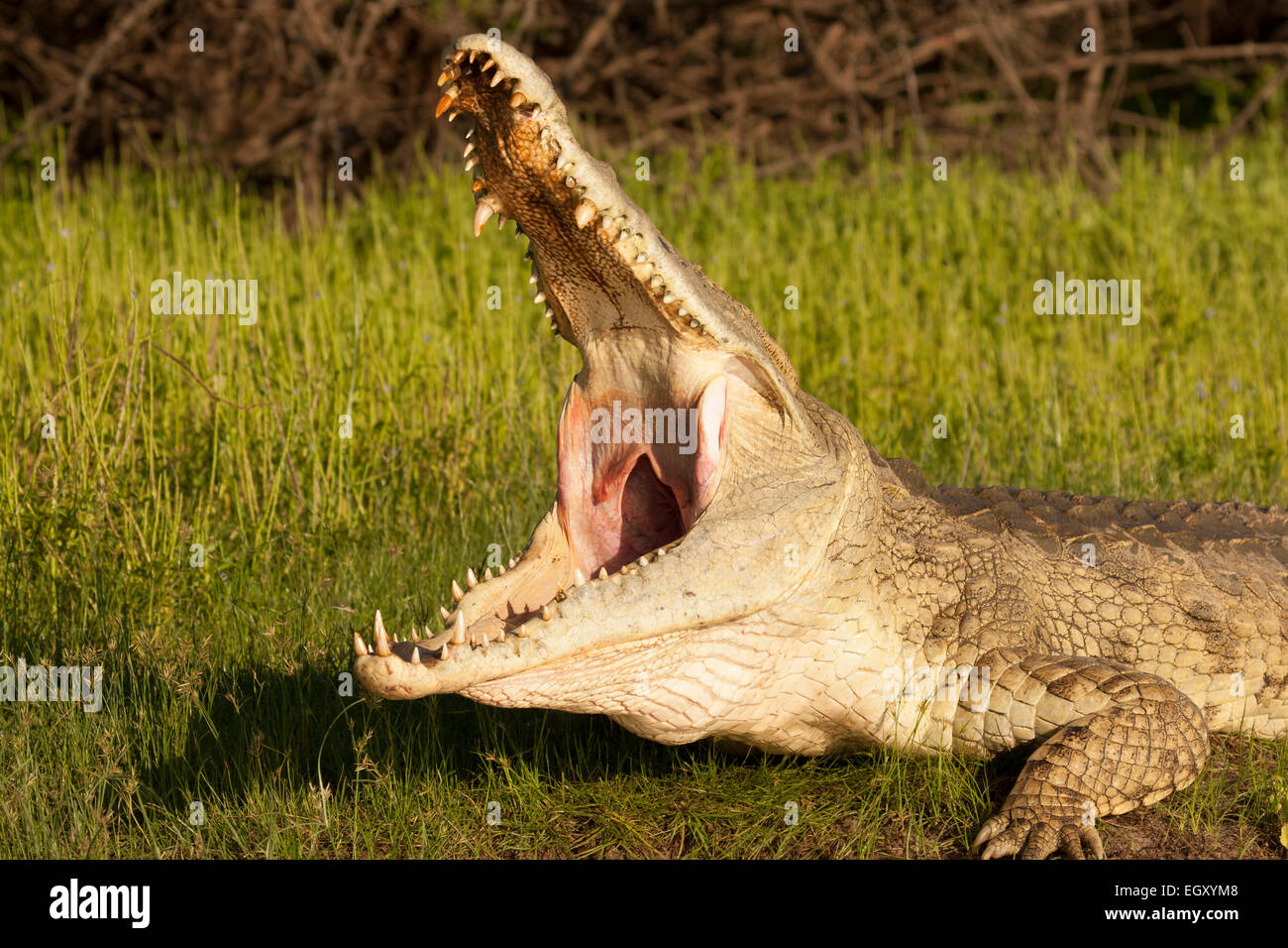 Le crocodile du Nil (Crocodylus niloticus) avec la bouche grande ouverte Banque D'Images