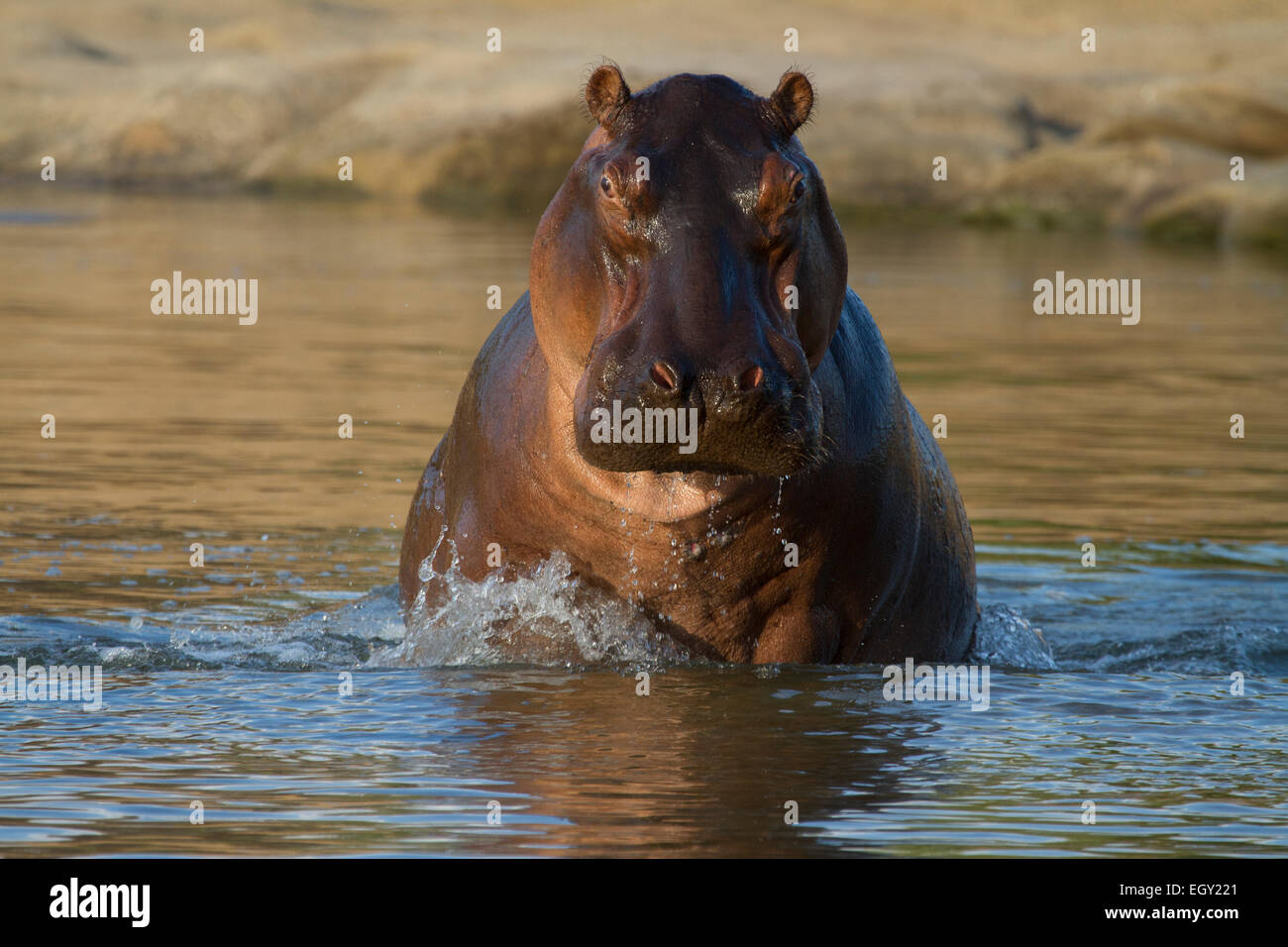La politique commune de l'Hippopotame (Hippopotamus amphibius) Banque D'Images