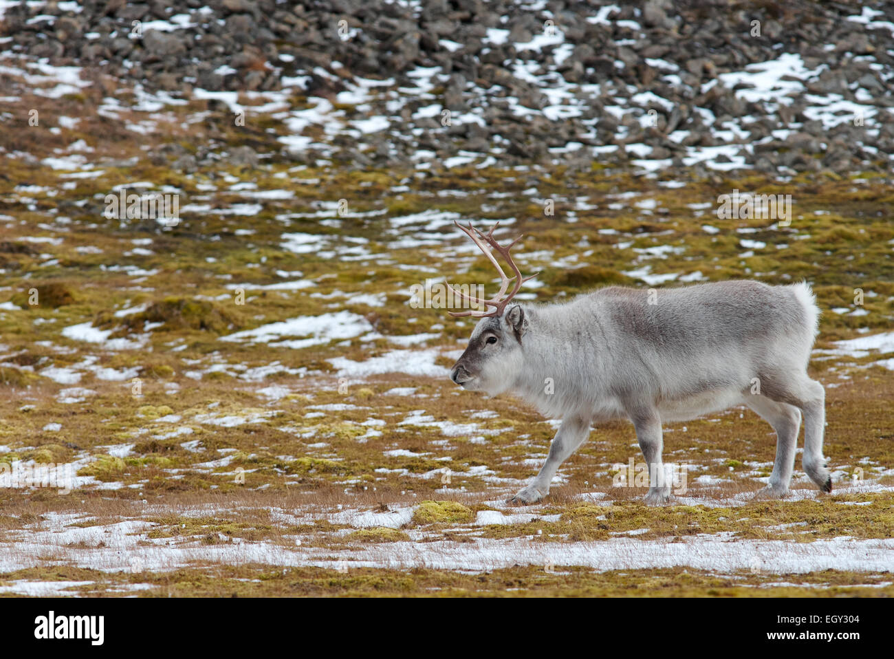 Renne du Svalbard Banque D'Images