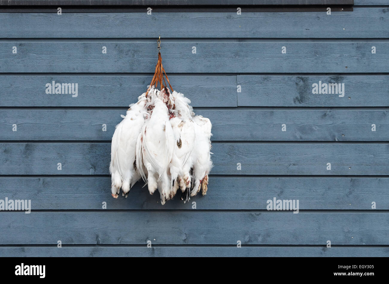 Dead rock Svalbard ptarmigans Banque D'Images