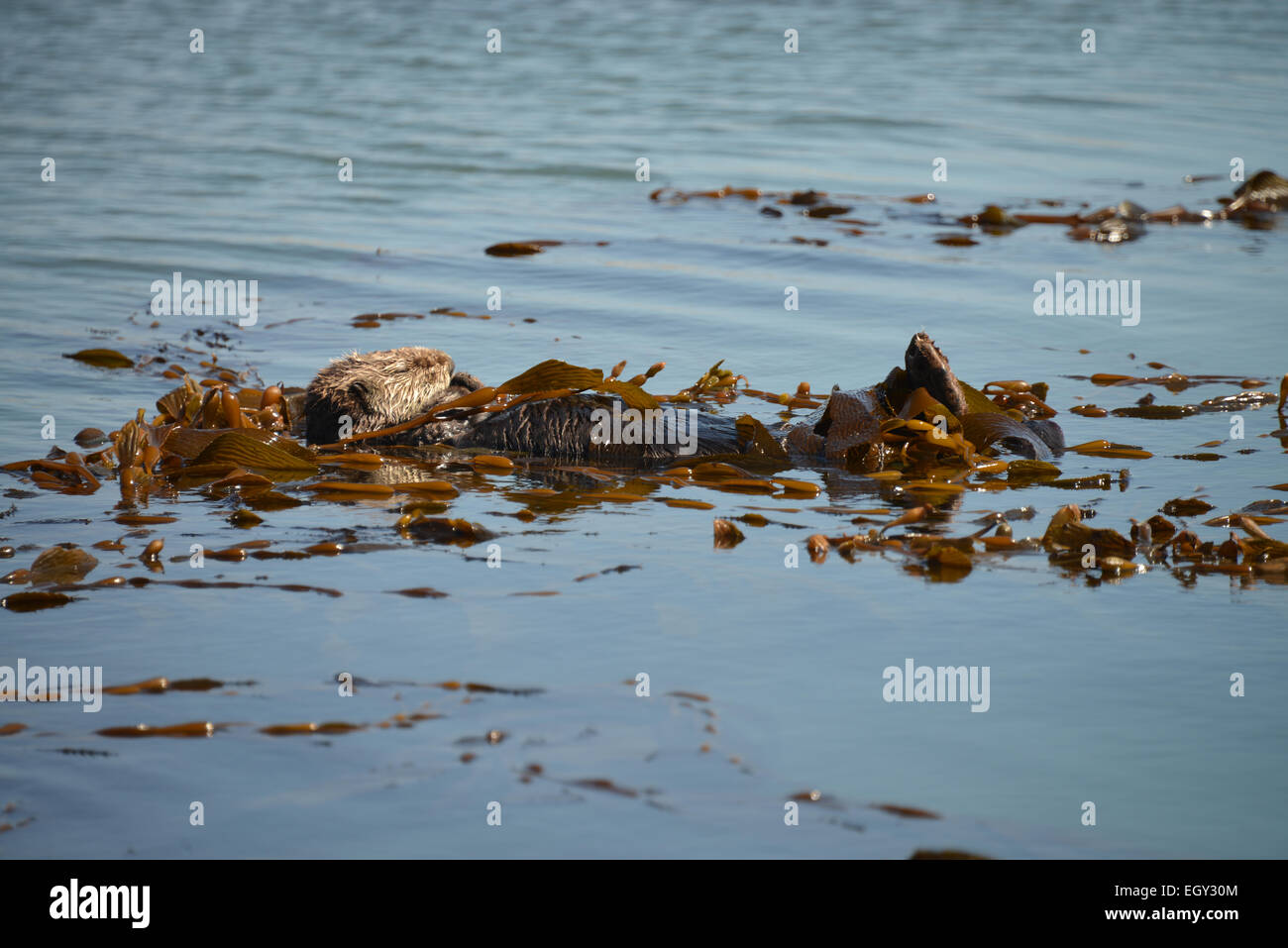 Otter dormir avec le varech enroulé autour de lui et il ne veut pas s'éloigner. Morro Bay, CA Banque D'Images