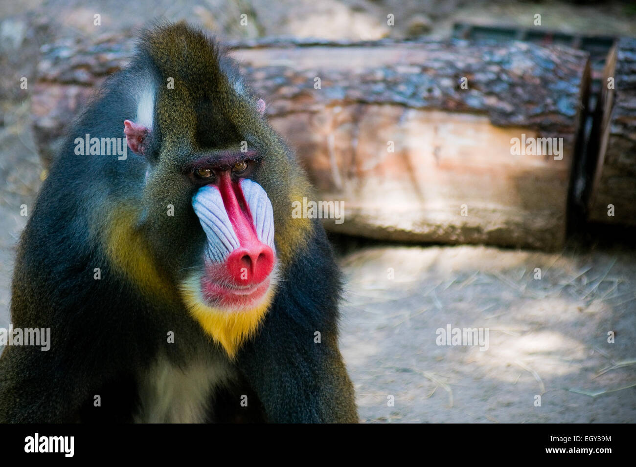 Mandrill (Mandrillus sphinx) Banque D'Images