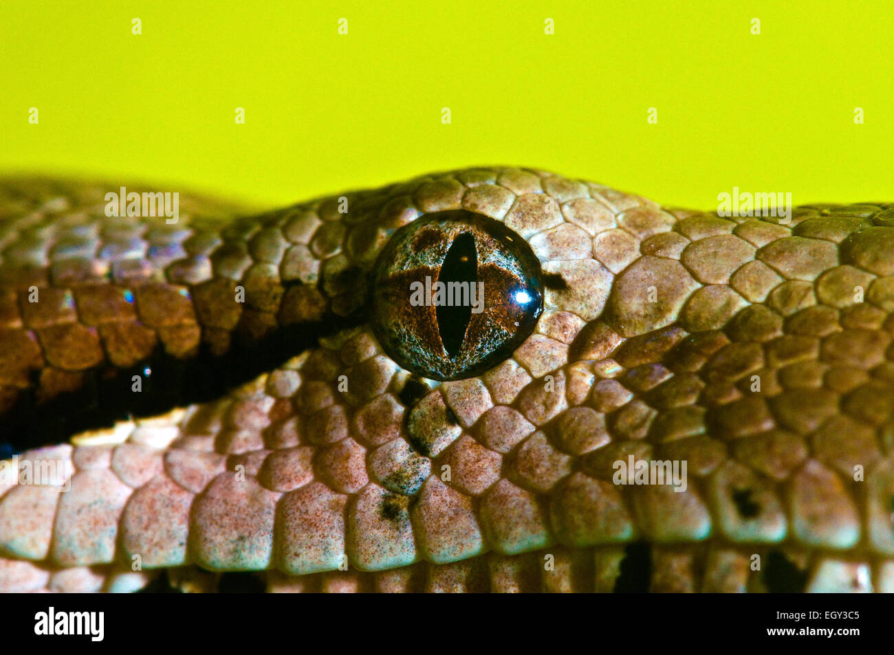 Détail de l'oeil d'un boa constrictor à queue rouge Banque D'Images