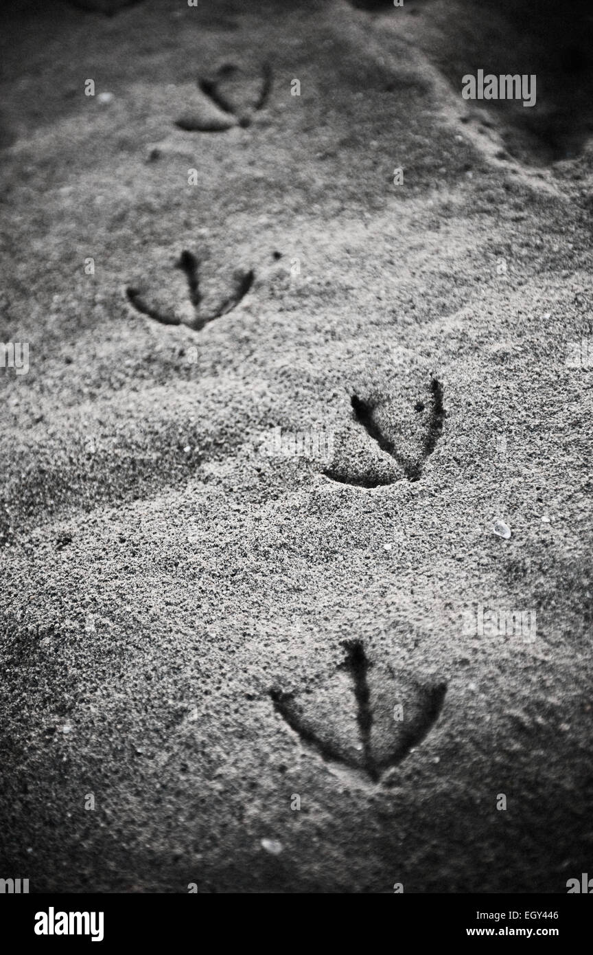 Des traces de pas dans le sable d'oiseaux Banque D'Images