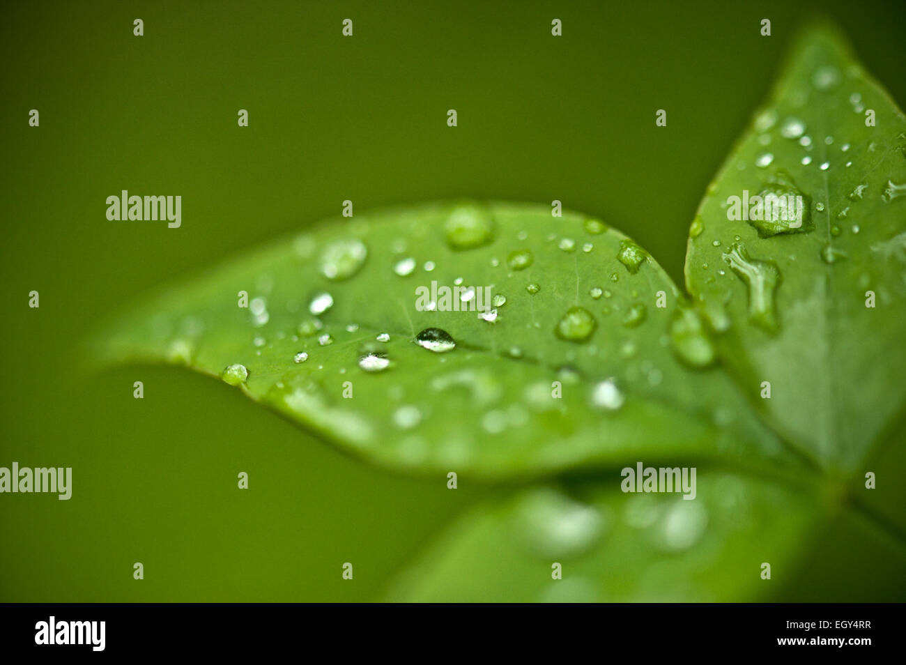 Feuilles vert après une pluie avec des gouttes d'eau Banque D'Images