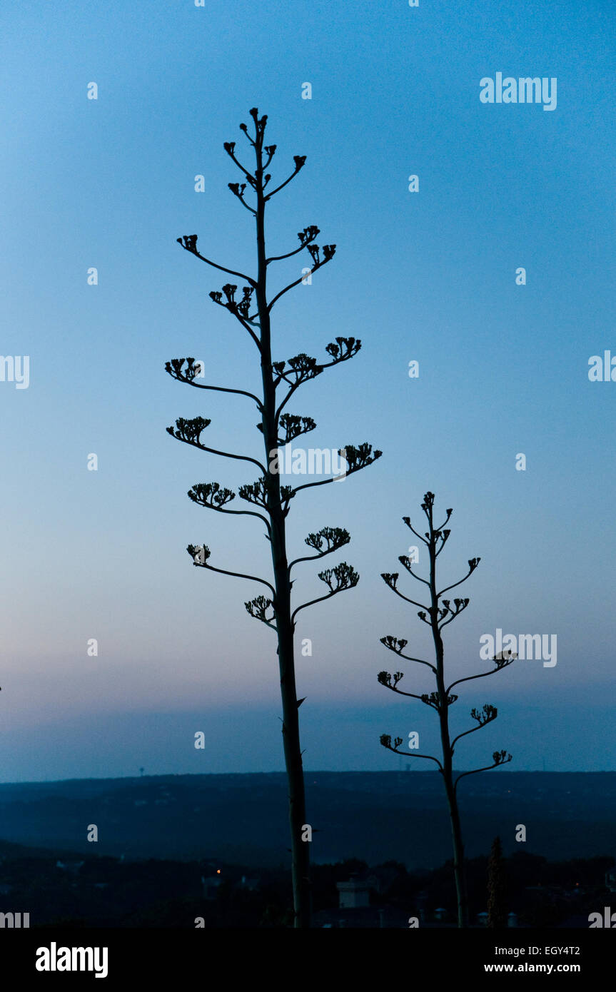 Fleurit d'un agave américain, également connu sous le nom de Century Plant Banque D'Images