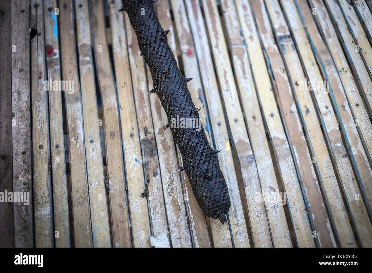 Bufalo race.L'île de Bali.L'Indonésie. Banque D'Images