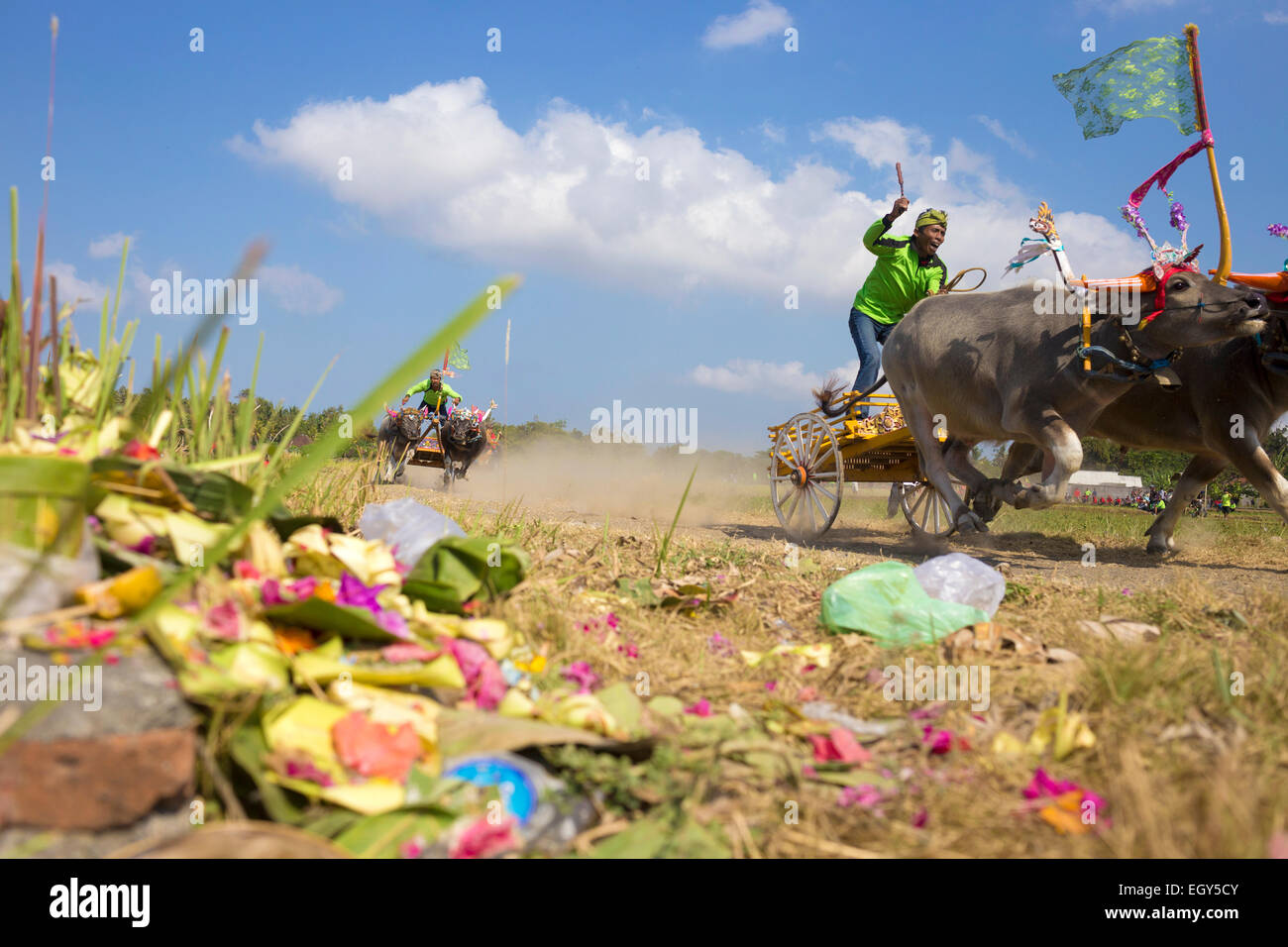 Bufalo race.L'île de Bali.L'Indonésie. Banque D'Images