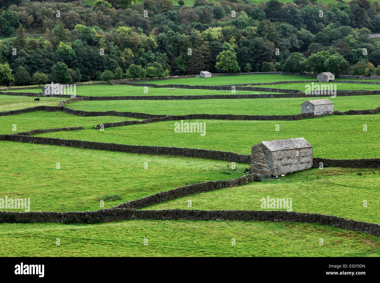 Les granges en pierre et murs en pierre sèche près de Gunnerside, Swaledale Banque D'Images