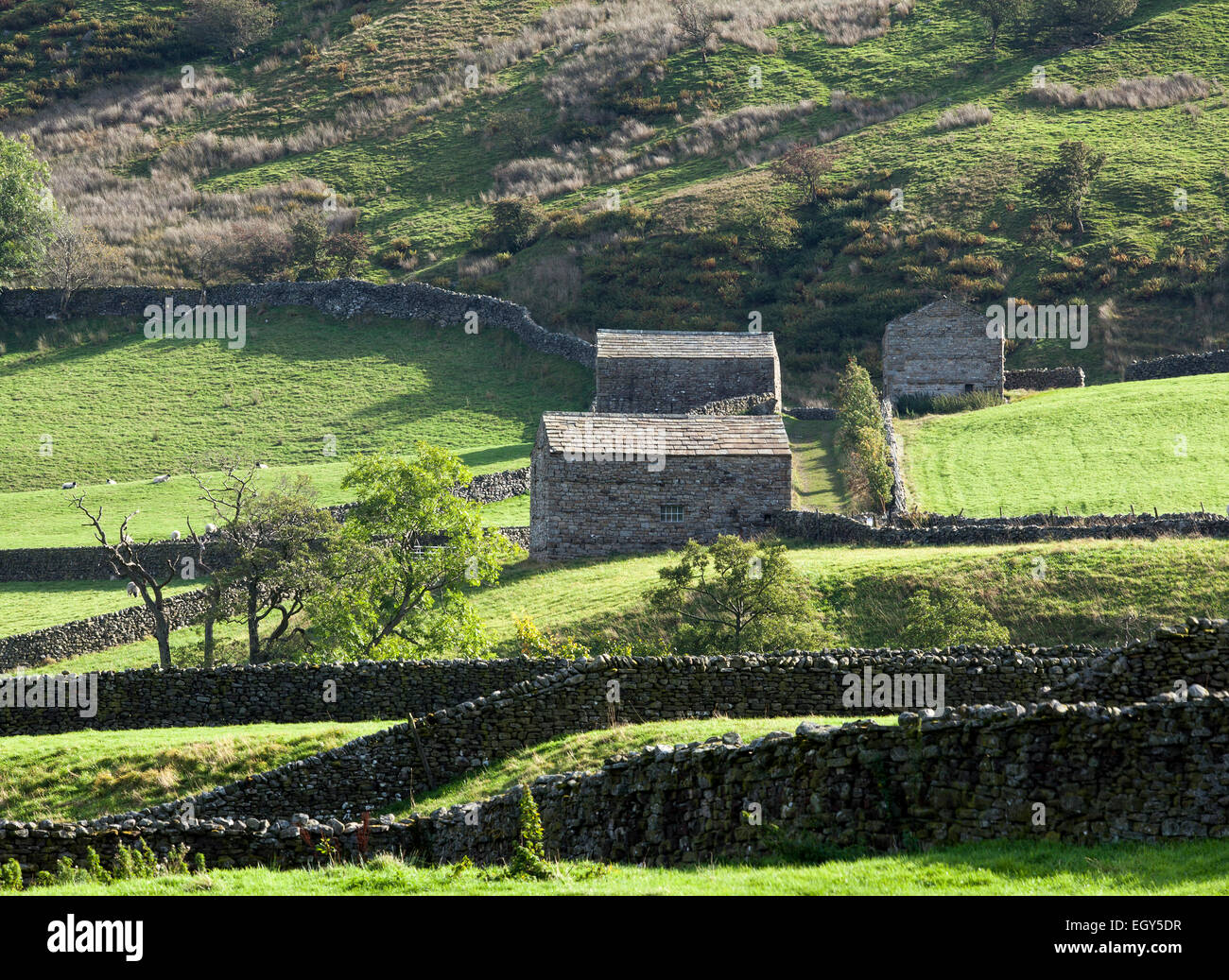 Les granges en pierre et murs en pierre sèche près de Muker, Swaledale Banque D'Images