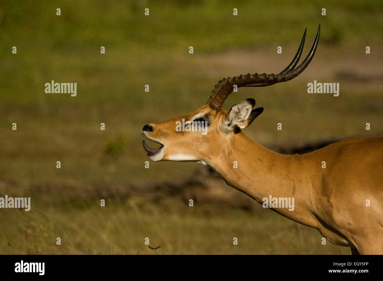 Homme Impala (Aepyceros melampus) flehmen, réponse Banque D'Images