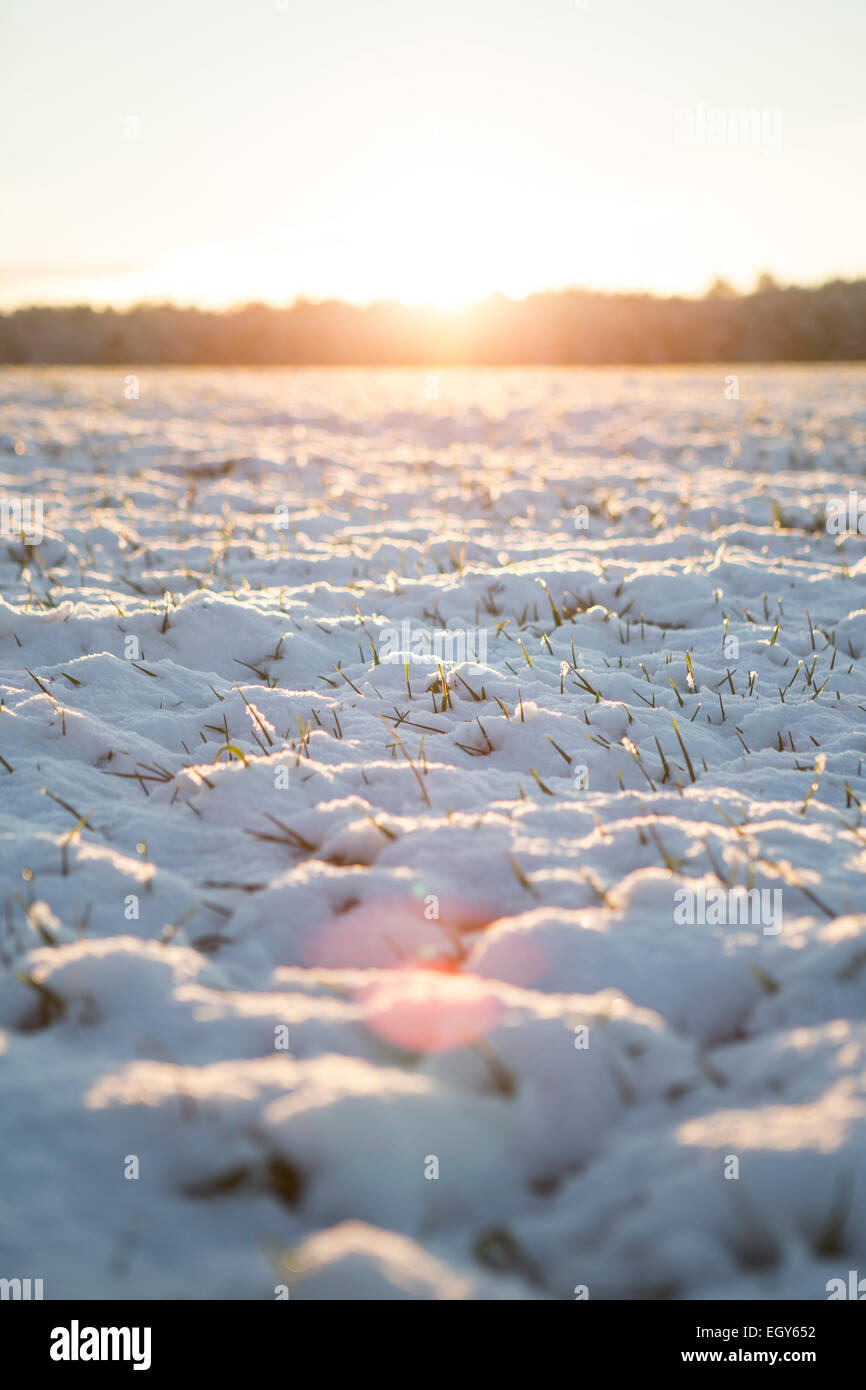 Allemagne, Brandebourg, paysage champ couvert de neige d'abord Banque D'Images