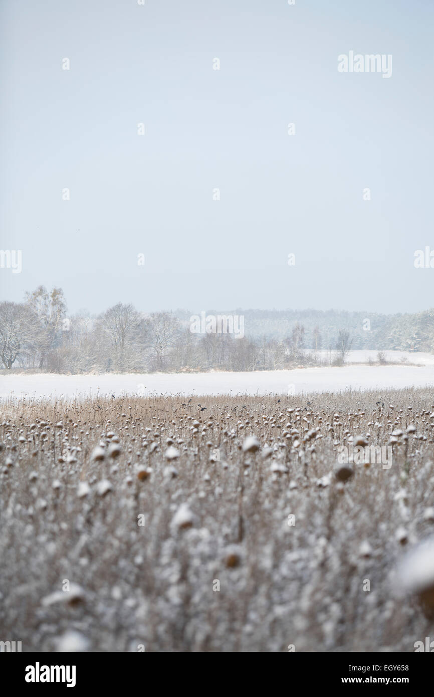 L'Allemagne, des champs de tournesol Banque D'Images