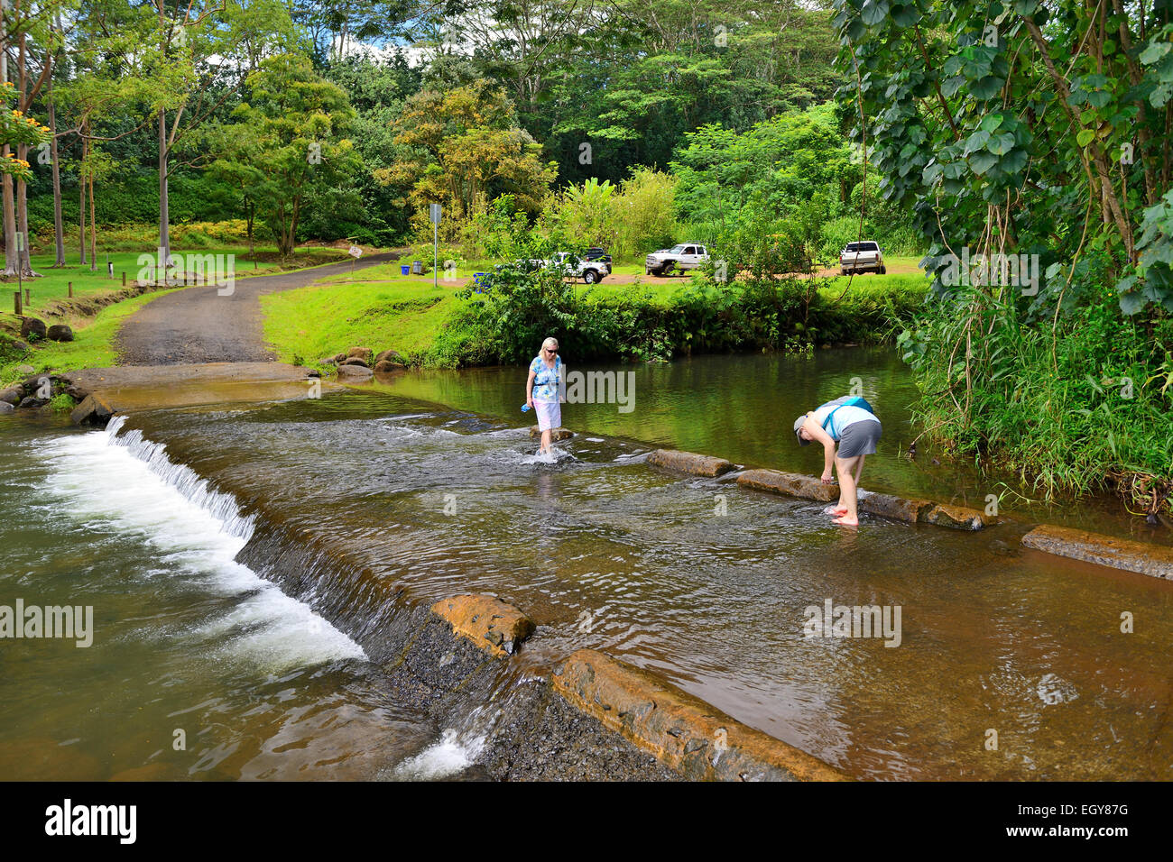 Franchissement de la rivière à pique-nique dans l'Arboretum forestier Keahua (partie de Wailua River State Park), Kauai, Hawaii, USA Banque D'Images