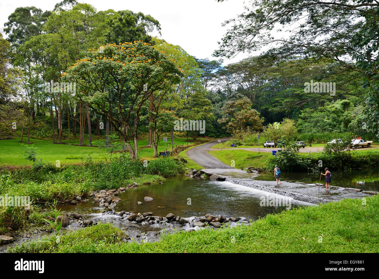 Franchissement de la rivière à pique-nique dans l'Arboretum forestier Keahua (partie de Wailua River State Park), Kauai, Hawaii, USA Banque D'Images