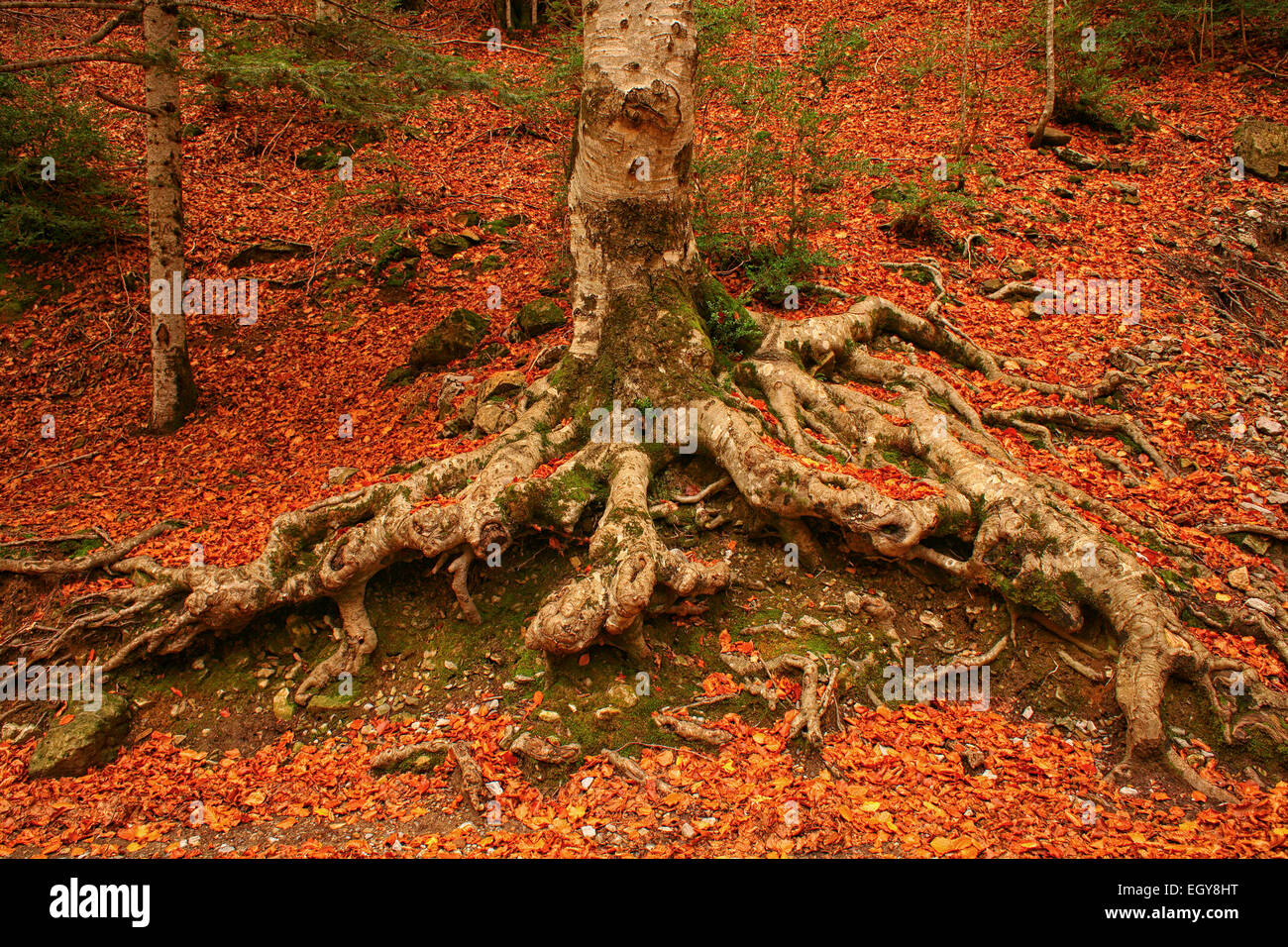 L'Espagne, Parc National d'Ordesa, arbre en forêt d'automne Banque D'Images